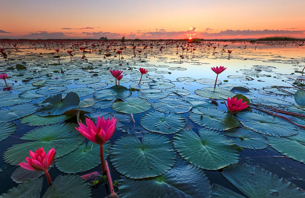 Valley of Lotus