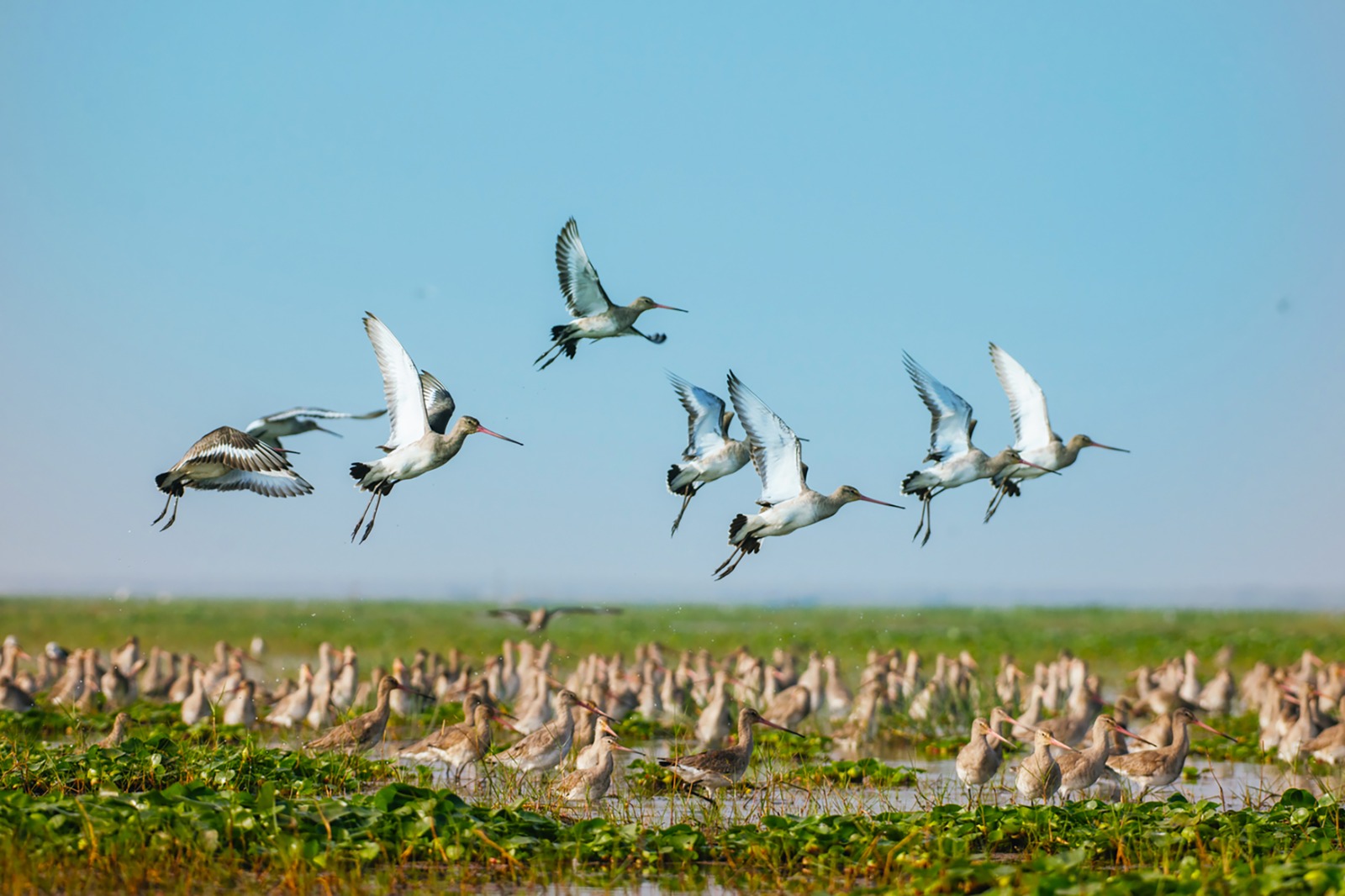 Chilika Birds Festival